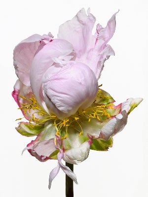 Penelope - Photograph by Paul Lange