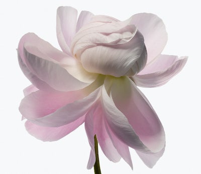 Carrie - Photograph by Paul Lange