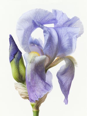Vivien - Photograph de Paul Lange