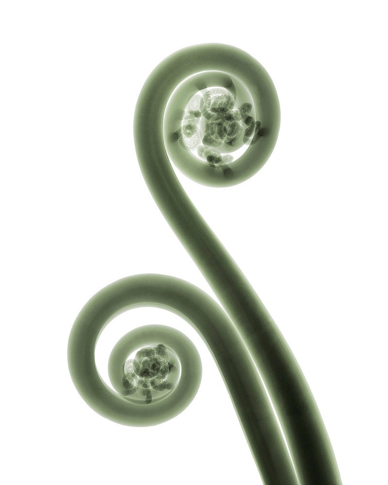 Fiddle Head Fern For Sale 1