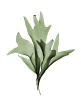 Stag Horn Fern