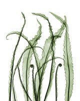 Birds Nest Fern