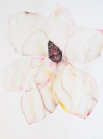Untitled (Magnolia Wide Leaf No Stem)