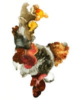 Swishbone nº 8