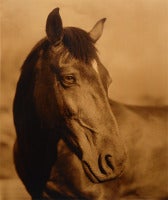 Horse #3