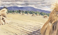 Harvest Field