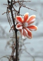 Heide Hatry - Pars parvola ventris tauri, linguae roseae anitum Pars parvola ventris tauri, linguae roseae anitum