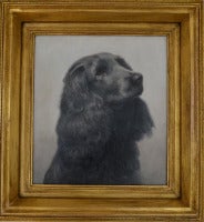 Cocker Spaniel