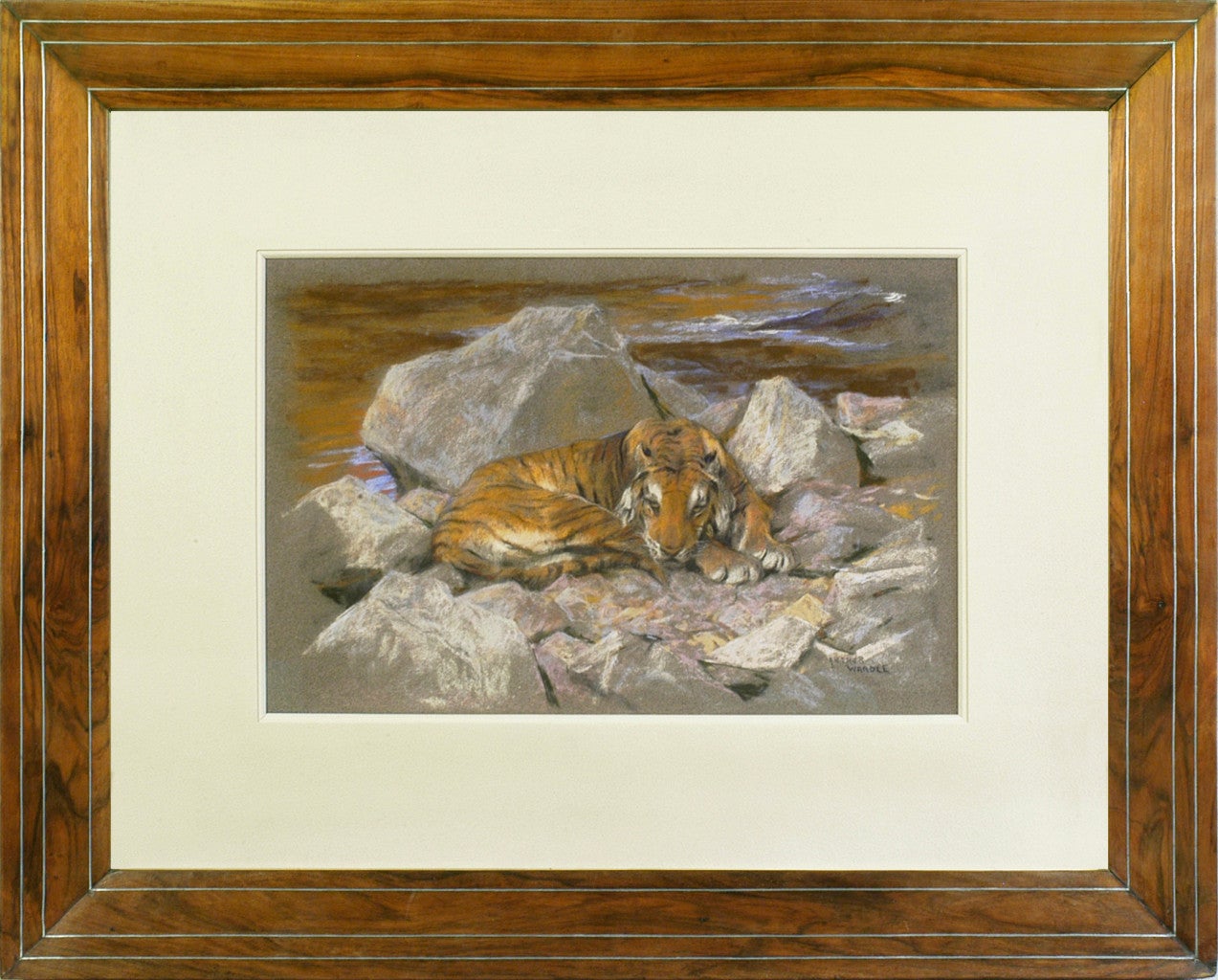 A tiger resting amongst rocks - Mixed Media Art by Arthur Wardle