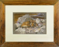 A tiger resting amongst rocks