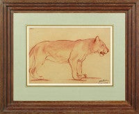 Vintage Study of a lioness
