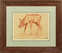 Vintage Study of a fawn