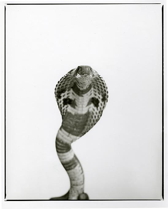 Cobra, Jaipur - Photograph by Christian Witkin