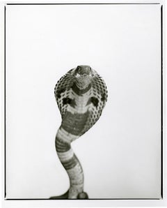 Cobra, Jaipur
