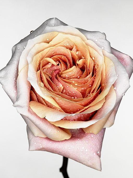 Jesse Frohman Color Photograph - Pink rose (A)