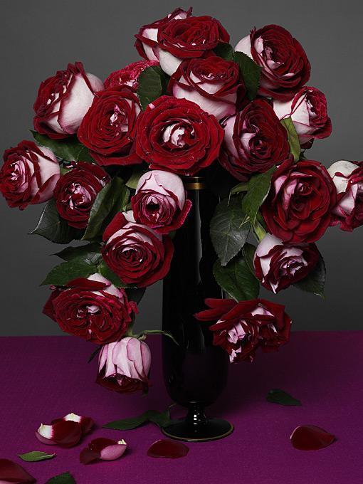Color Photograph de Jesse Frohman - Rosas blancas y rojas