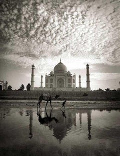 Taj Majhal, Agra 2006 - Kamel mit Person an einem wolkenbeschienenen Tag
