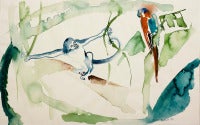 Monkey and Parrot