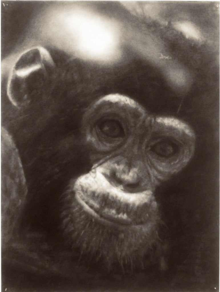 John Geary Animal Art - Chimp