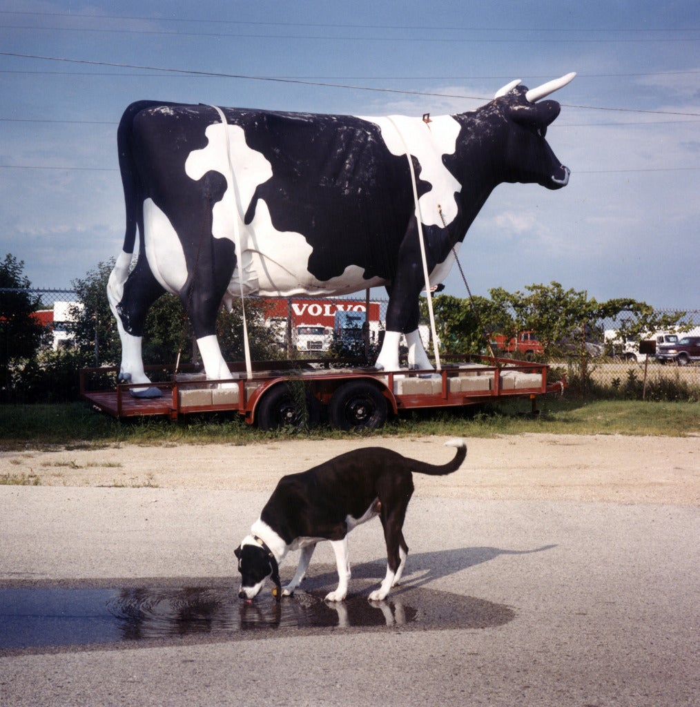 South of Osh Koh, Wisconsin von David Graham ist ein C-Print im Format 20 x 24 Zoll, erhältlich in einer Auflage von 25 Stück. Das Foto zeigt einen schwarz-weißen Hund, der aus einer Pfütze trinkt, vor einer riesigen schwarz-weißen Kuhstatue. Diese