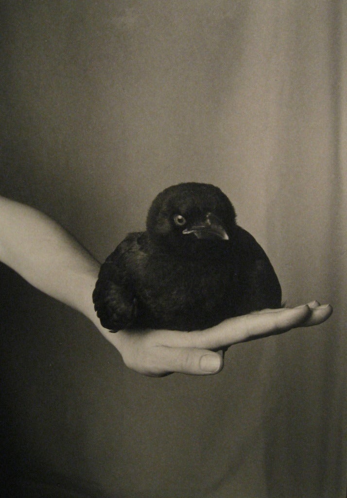 Robert Langham Black and White Photograph - Fledgling American Crow on Hand