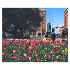Facing School Book Depository (Tulips), Houston St., Dallas, TX 8