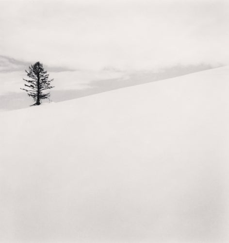 Michael Kenna Black and White Photograph - One Tree, Nakafurano, Hokkaido, Japan
