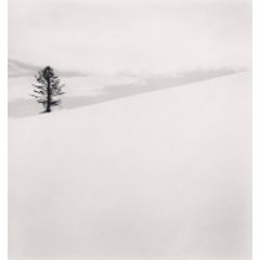 One Tree, Nakafurano, Hokkaido, Japan 4