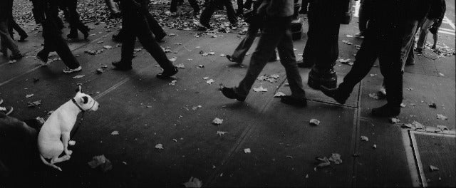 Paul Greenberg Figurative Photograph - White Dog and People Walking, Seattle