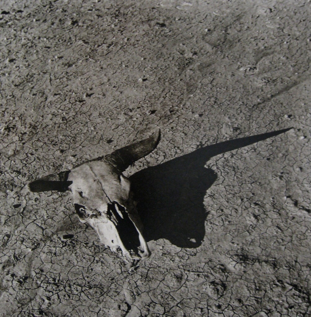 The Bleached Skull of a Steer on the Sun-Baked Earth of South Dakota Badlands