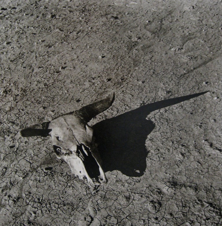 Arthur Rothstein - The Bleached Skull of a Steer on the Sun-Baked Earth ...