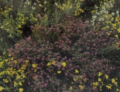 Purple Loco, Yellow Paper Daisy, White Dematis, Davis, Mountains, Texas
