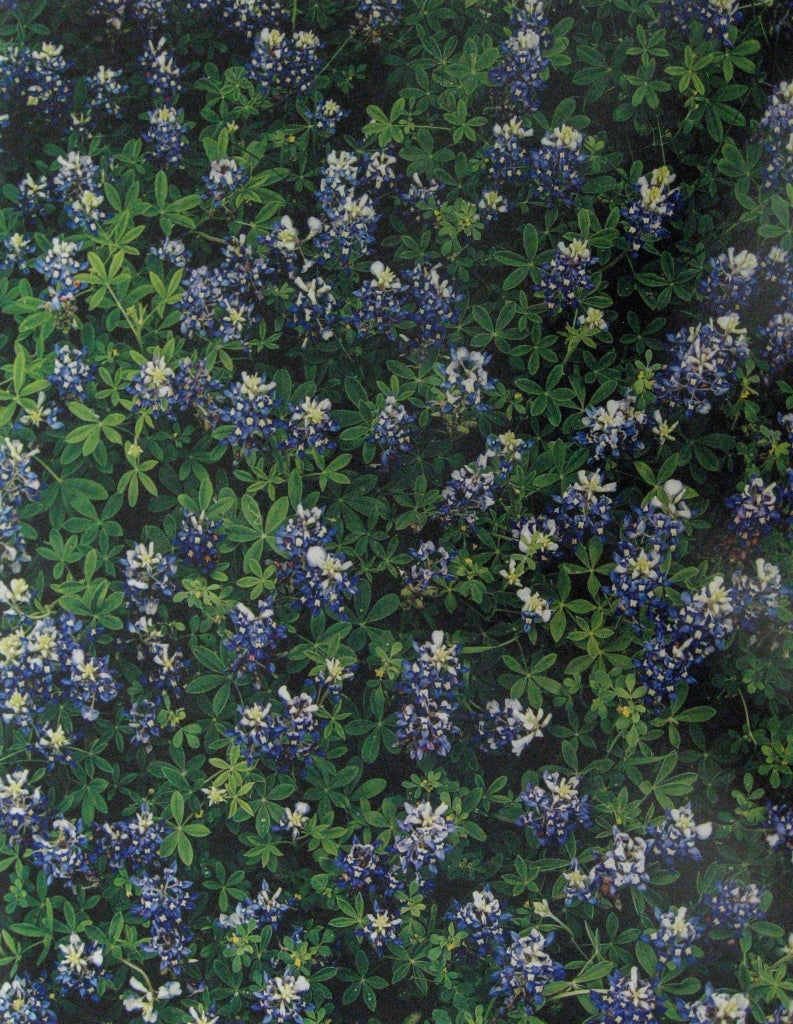 Jim Bones Color Photograph - Bluebonnets, Spicewood Springs, Texas