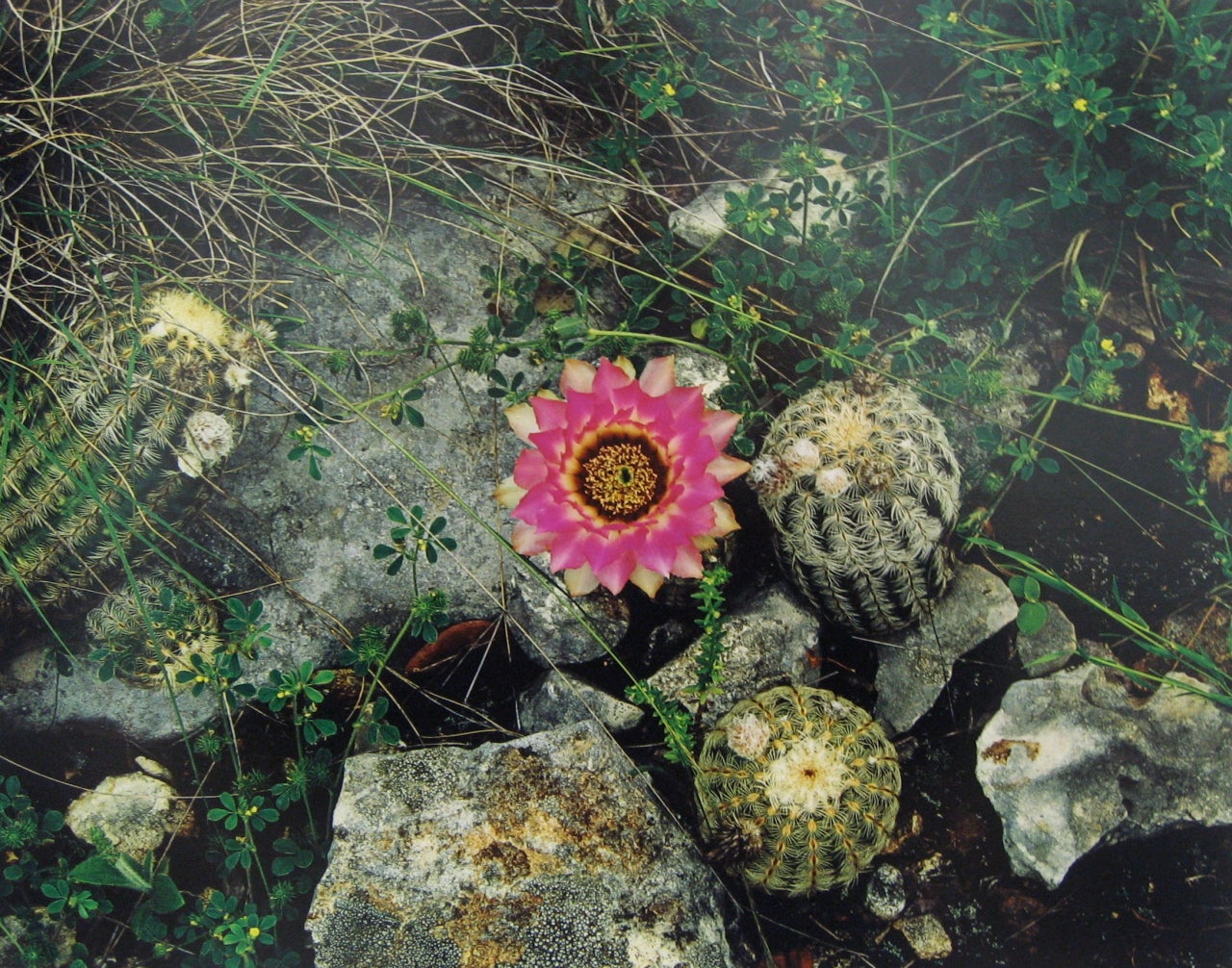 Lace Cactus and Yellow Sand, Austin, Texas - Photograph by Jim Bones