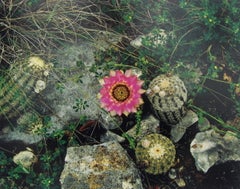 Cactus de encaje y arena amarilla, Austin, Texas