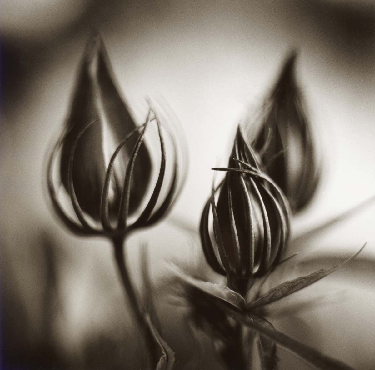 David Johndrow Black and White Photograph – Biskuitknospen aus Hibiskus