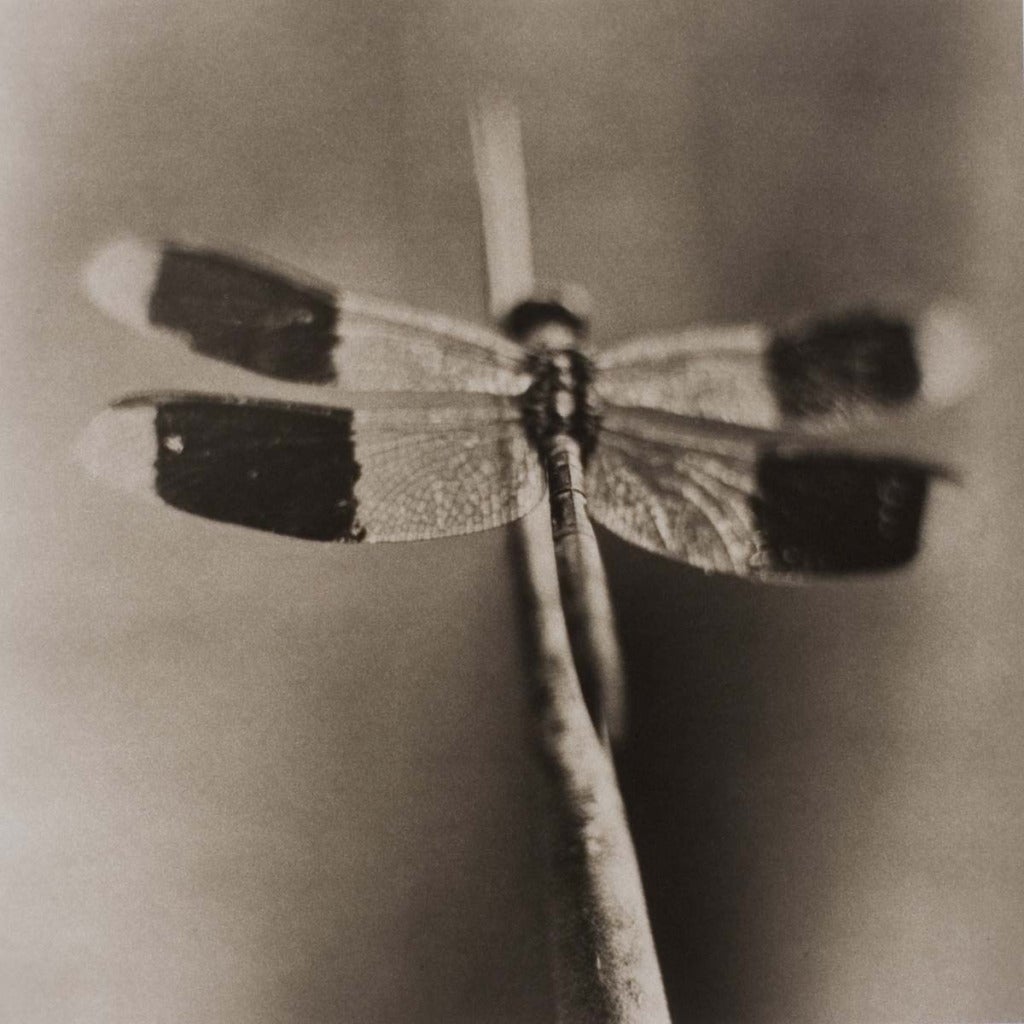 Dragonfly No. 4 by David Johndrow, 2004, Platinum Print