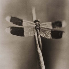 Dragonfly No. 4