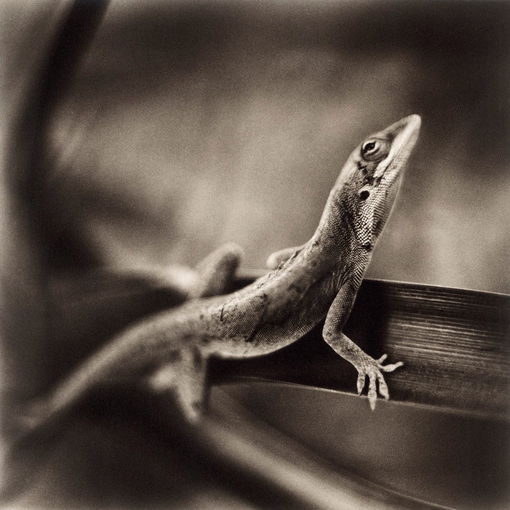 David Johndrow Figurative Photograph - Anole Lizard