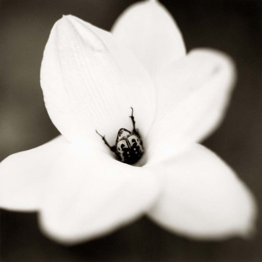 David Johndrow Figurative Photograph - Beetle on Rain Lily