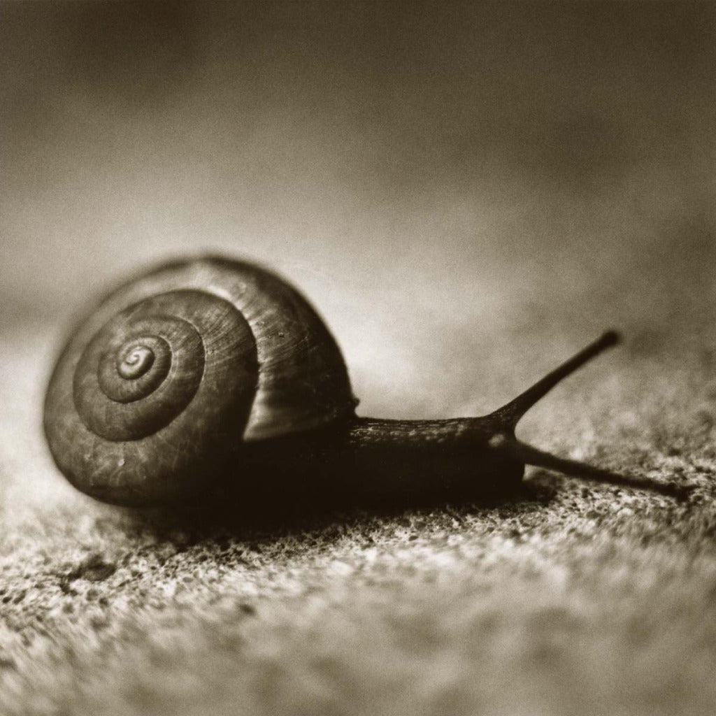 David Johndrow Figurative Photograph - Snail