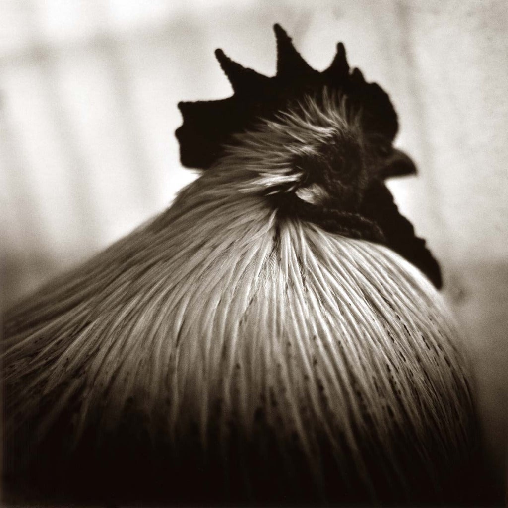 David Johndrow Figurative Photograph - Rooster