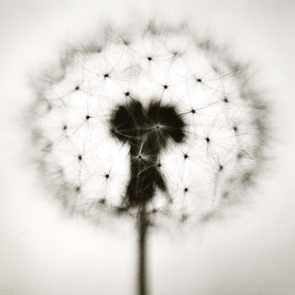 David Johndrow Black and White Photograph - Dandelion No. 2