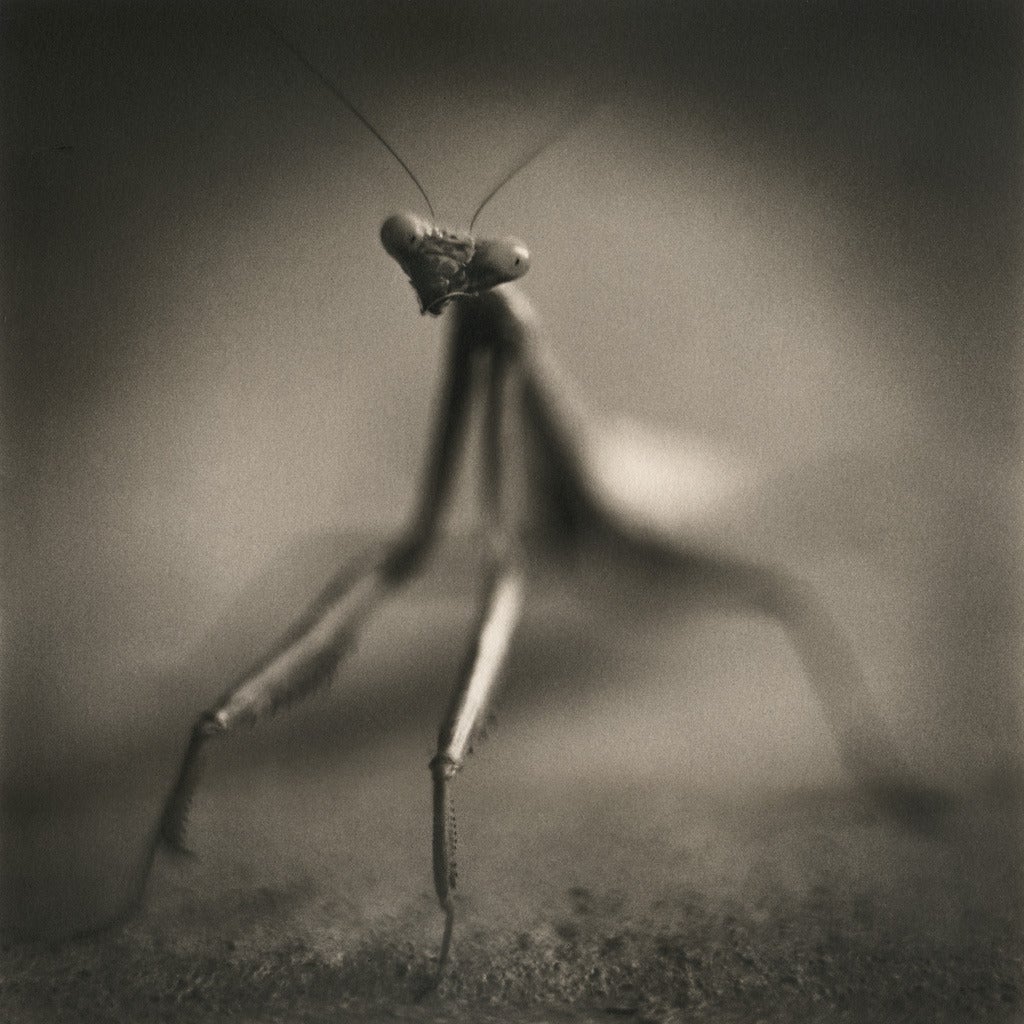 David Johndrow Black and White Photograph - Mantis