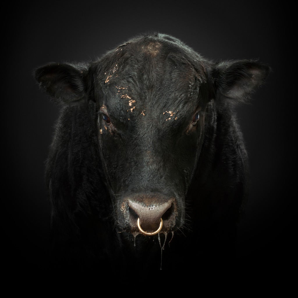 Randal Ford Portrait Photograph - Black Bull