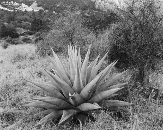 Jack Ridley Black and White Photograph - Agave, Chisos Mountains, Big Bend