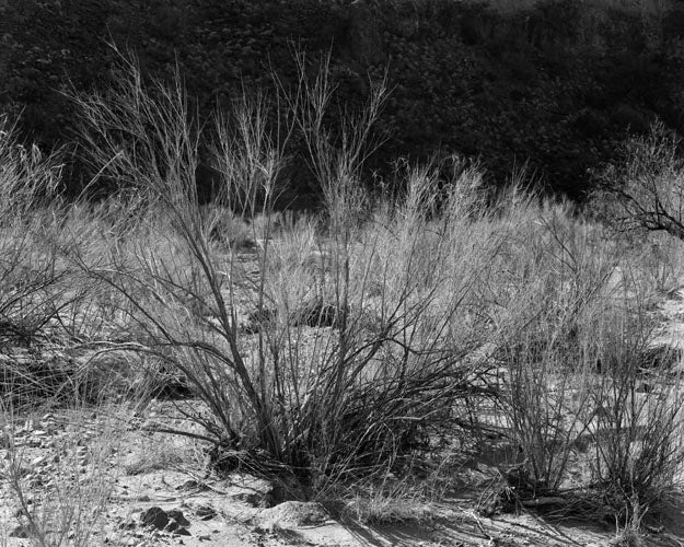 Jack Ridley Black and White Photograph - Brush in Smokey Creek, Big Bend