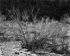 Brush in Smokey Creek, Big Bend