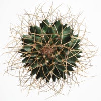 Cactus 26