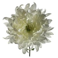 Chrysanthema 1